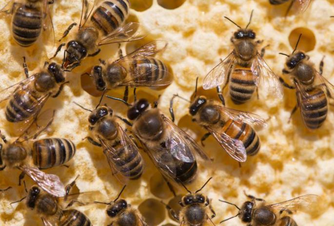 養蜂春繁濕度大怎么辦（風向潮濕的原因和處理辦法）