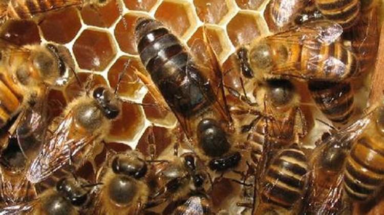 蜂王夏季為什么會停止產(chǎn)卵？養(yǎng)蜂人應(yīng)該如何應(yīng)對？