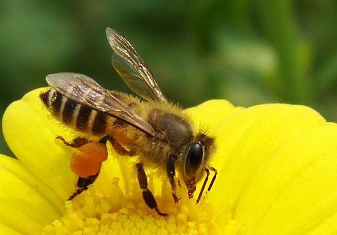 阿壩中蜂生長(zhǎng)環(huán)境一般海拔多高（四川阿壩中蜂春季飼養(yǎng)技術(shù)）