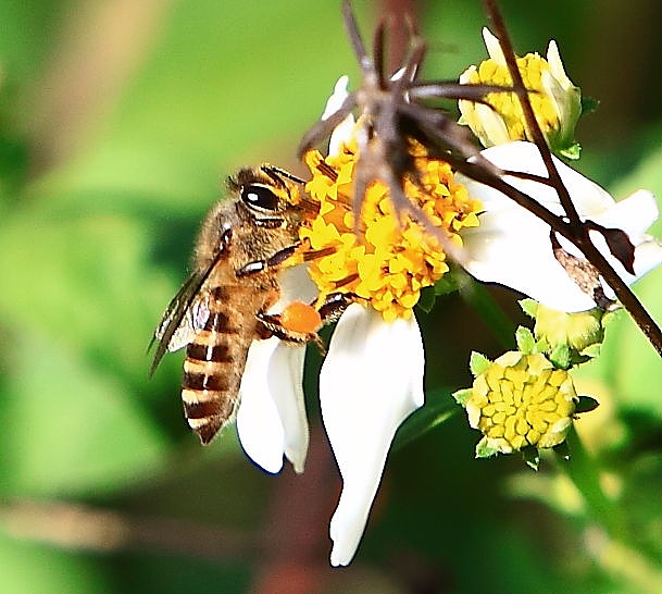 蜜蜂養(yǎng)殖場可以出售嗎(養(yǎng)蜂場的蜂蜜可以往外賣么) 蜜蜂養(yǎng)殖場可以出售嗎(養(yǎng)蜂場的蜂蜜可以往外賣么)