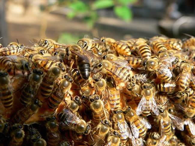 中華蜜蜂常見的疾病是什么，該怎么防治？