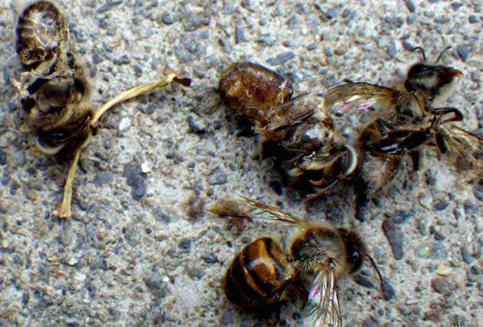 中華蜜蜂常見的疾病是什么，該怎么防治？