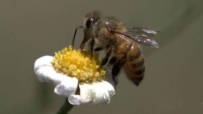 中華蜜蜂常見的疾病是什么，該怎么防治？