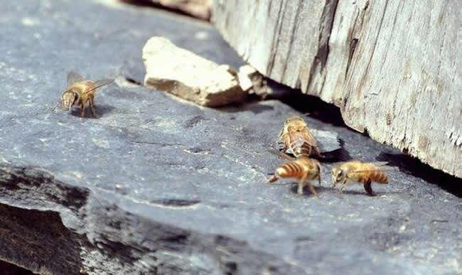 中華蜜蜂常見的疾病是什么，該怎么防治？