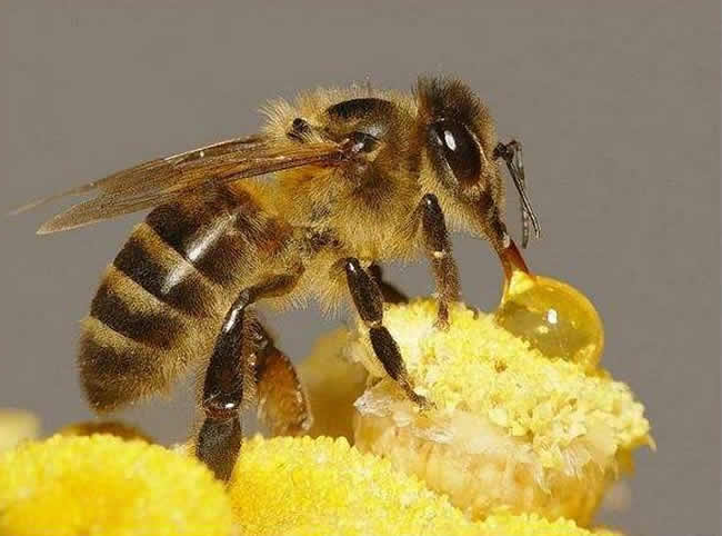 中華蜜蜂常見的疾病是什么，該怎么防治？