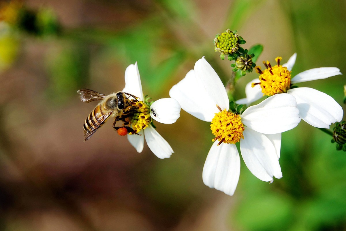 養蜂一箱一年賺多少錢（養蜂投資多少錢）