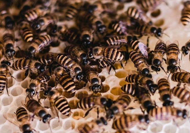 怎么才能加入養(yǎng)蜂協(xié)會(huì)（如何加入?yún)f(xié)會(huì)，快來(lái)看看吧）