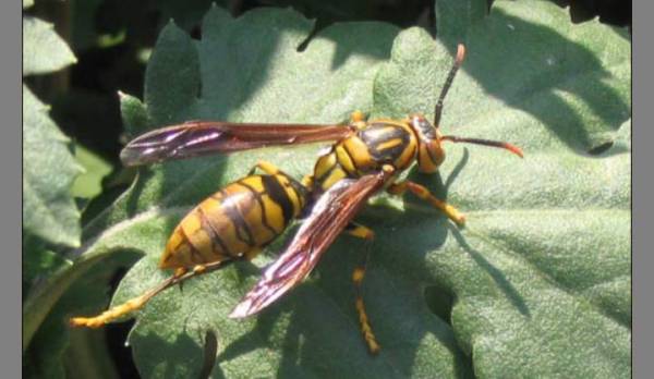 胡蜂采食飛多遠去采(一般馬蜂帶食每分鐘飛多少米) 胡蜂采食飛多遠去采(一般馬蜂帶食每分鐘飛多少米)