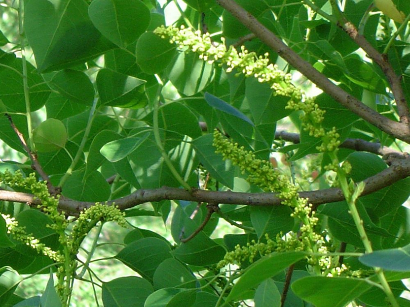 我國常見的蜜源樹種有哪些（什么樹蜜源最好）