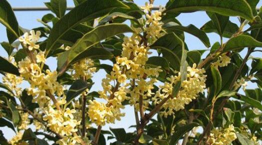 野桂花什么時候開花(桂花每年什么時候開花) 野桂花什么時候開花(桂花每年什么時候開花)