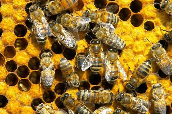 松丹一號可以定養(yǎng)嗎（適合定點飼養(yǎng)的意蜂品種）