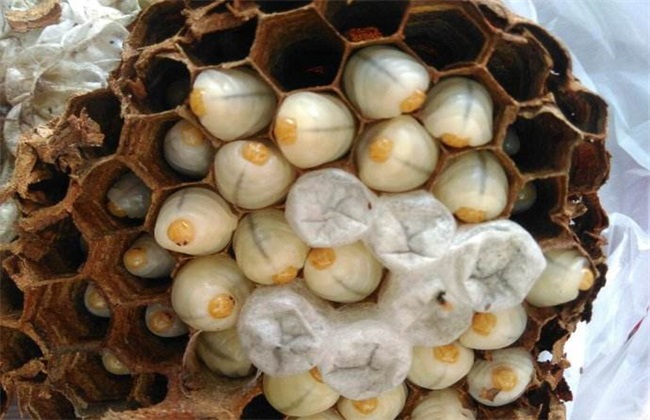 胡蜂養(yǎng)殖市場分析(學點皮毛輕松掌握胡蜂養(yǎng)殖技術(shù)) 胡蜂養(yǎng)殖市場分析(學點皮毛輕松掌握胡蜂養(yǎng)殖技術(shù))