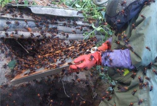 胡蜂養(yǎng)殖市場分析(學點皮毛輕松掌握胡蜂養(yǎng)殖技術(shù)) 胡蜂養(yǎng)殖市場分析(學點皮毛輕松掌握胡蜂養(yǎng)殖技術(shù))