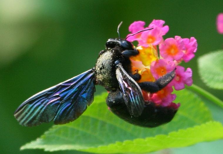 東北黑蜂是土蜂還是意蜂(東北黑蜂和中華蜜蜂的區(qū)別) 東北黑蜂是土蜂還是意蜂(東北黑蜂和中華蜜蜂的區(qū)別)