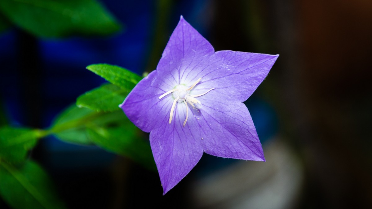 藥用蜜源植物--桔梗 藥用蜜源植物--桔梗