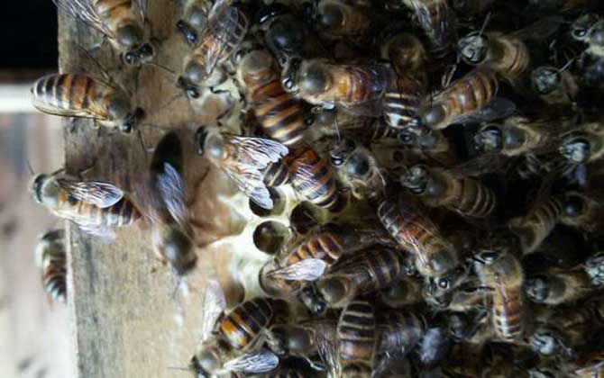 蜜蜂沖蜂群有什么表現(xiàn)(蜜蜂沖群是怎么回事) 蜜蜂沖蜂群有什么表現(xiàn)(蜜蜂沖群是怎么回事)