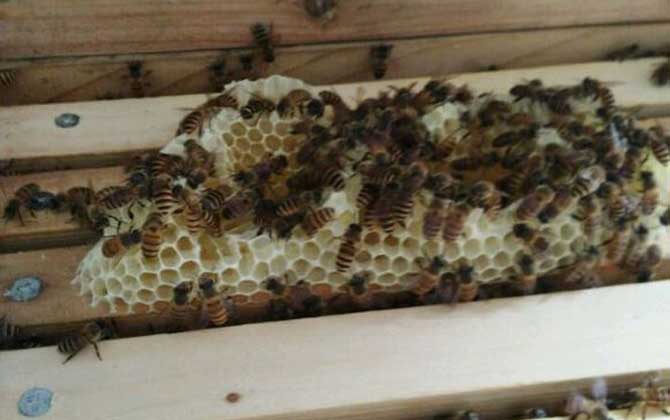 蜜蜂沖蜂群有什么表現(xiàn)(蜜蜂沖群是怎么回事) 蜜蜂沖蜂群有什么表現(xiàn)(蜜蜂沖群是怎么回事)