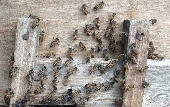 新手養蜂注意事項有哪些？