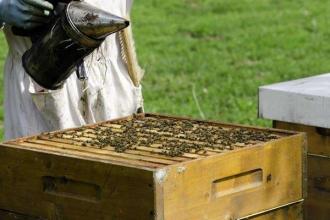 新手養蜂注意事項有哪些？