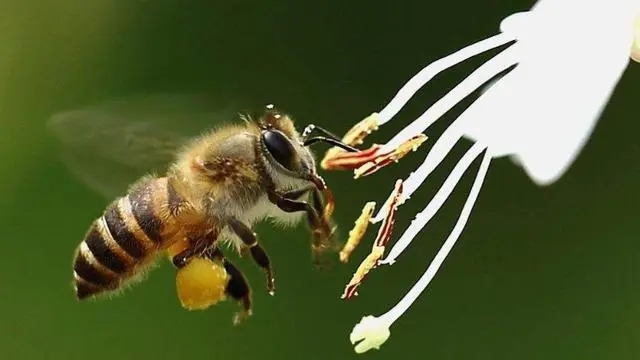 一萬(wàn)只中蜂有多重