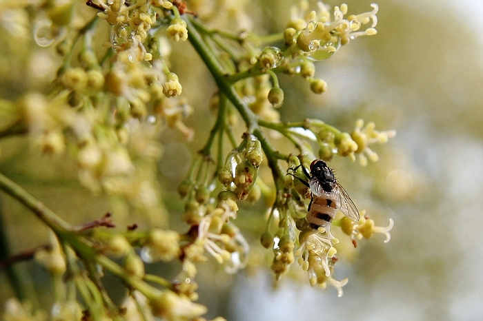 蜂王出臺(tái)幾天分蜂？