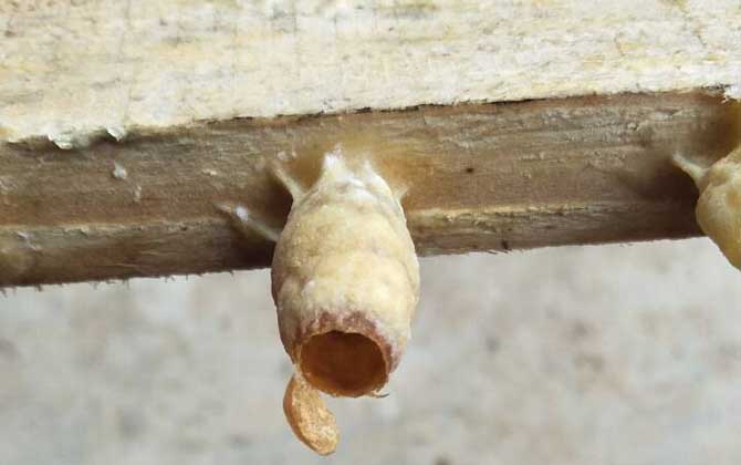 人工王臺(tái)怎么做的（人工王臺(tái)怎么做最簡(jiǎn)單）