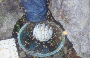 成立養蜂合作社有什么好處（蜜蜂養殖專業合作社）