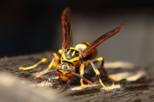 黃蜂有蜂蜜嗎(黃蜂的生活習性) 黃蜂有蜂蜜嗎(黃蜂的生活習性)