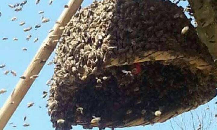 中蜂囊狀幼蟲病如何防治？