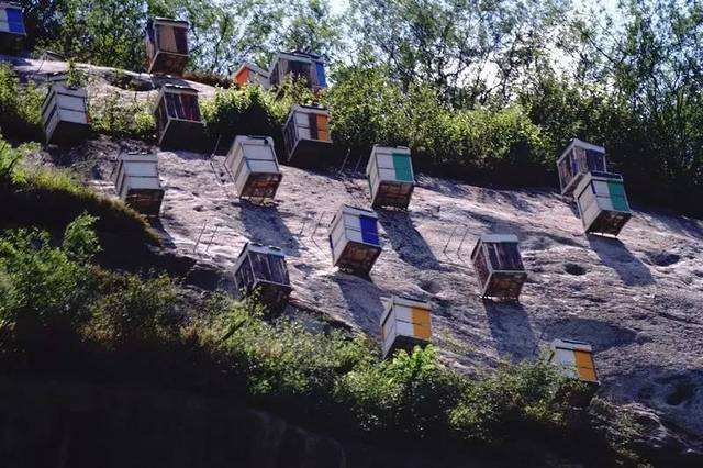 中蜂囊狀幼蟲病如何防治？