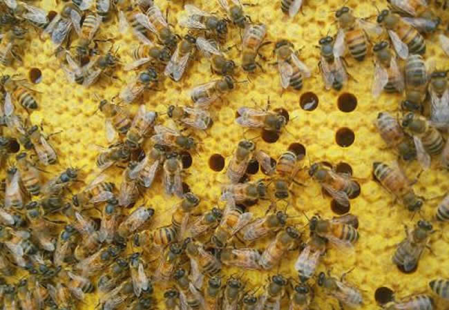 【蜜蜂知識(shí)】東北黑蜂的生活習(xí)性 東北黑蜂的生活習(xí)性