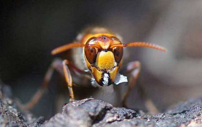 家里有中國(guó)大虎頭蜂象征什么(虎頭蜂做窩的風(fēng)水怎么樣?) 家里有中國(guó)大虎頭蜂象征什么(虎頭蜂做窩的風(fēng)水怎么樣?)