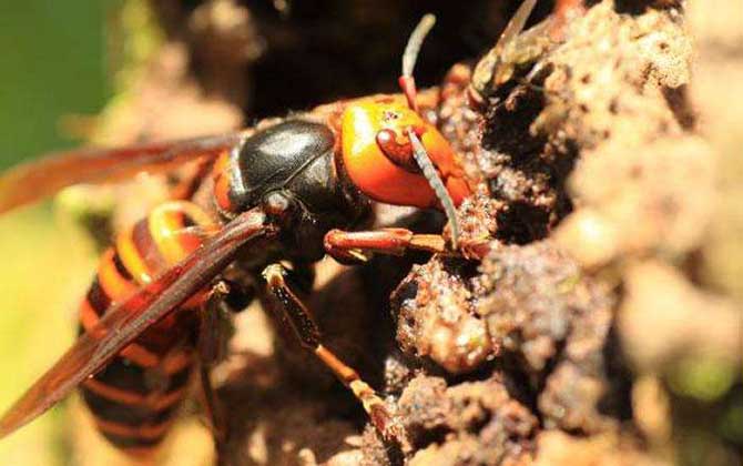 家里有中國(guó)大虎頭蜂象征什么(虎頭蜂做窩的風(fēng)水怎么樣?) 家里有中國(guó)大虎頭蜂象征什么(虎頭蜂做窩的風(fēng)水怎么樣?)