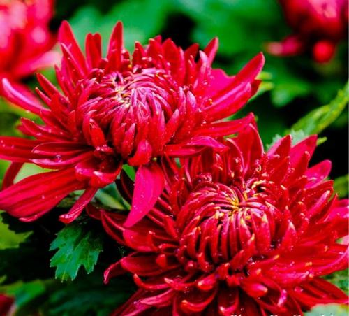 菊花的花語和象征寓意 菊花的花語和象征寓意