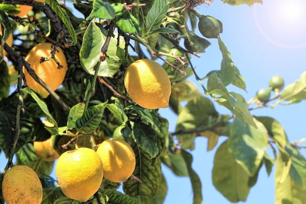 檸檬產(chǎn)地在哪里(檸檬主要產(chǎn)地和代表品種) 檸檬產(chǎn)地在哪里(檸檬主要產(chǎn)地和代表品種)