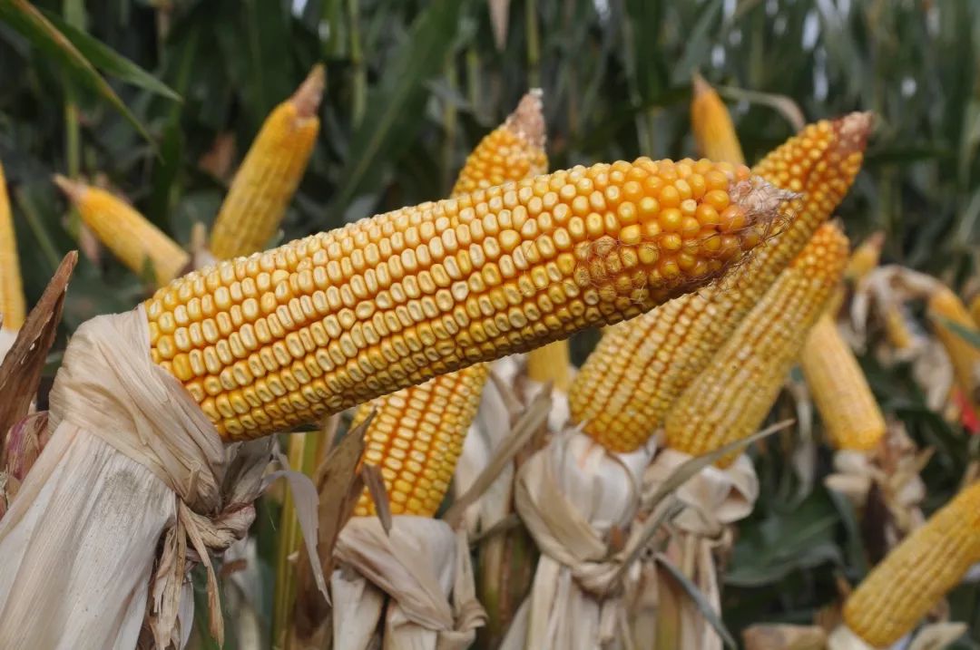 創(chuàng)玉806玉米品種介紹（創(chuàng)玉806玉米高產(chǎn)簡(jiǎn)介）