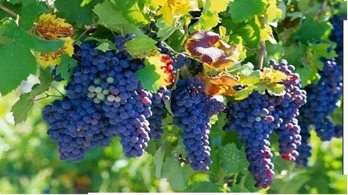 葡萄英語怎么讀(葡萄英語的讀法和寫法) 葡萄英語怎么讀(葡萄英語的讀法和寫法)