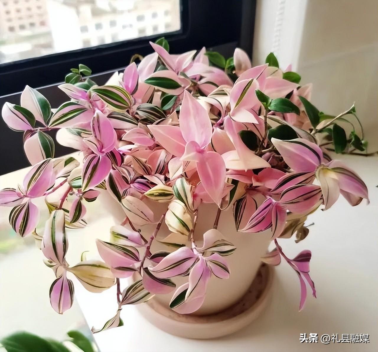 吊籃都有哪些品種圖片(常見的18個吊蘭種類及圖片) 吊籃都有哪些品種圖片(常見的18個吊蘭種類及圖片)