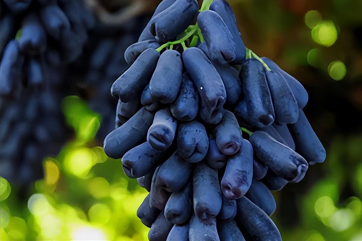 葡萄種類名稱及圖片(常見18種葡萄的區別及口感) 葡萄種類名稱及圖片(常見18種葡萄的區別及口感)