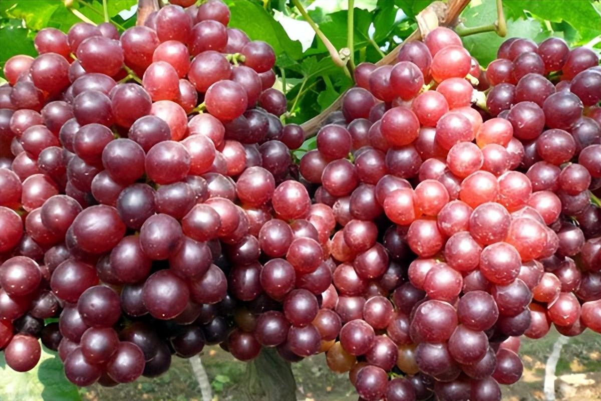 葡萄種類名稱及圖片(常見18種葡萄的區別及口感) 葡萄種類名稱及圖片(常見18種葡萄的區別及口感)