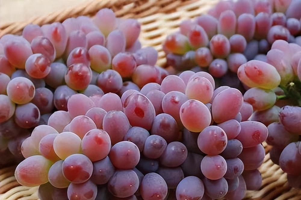 葡萄種類名稱及圖片(常見18種葡萄的區別及口感) 葡萄種類名稱及圖片(常見18種葡萄的區別及口感)