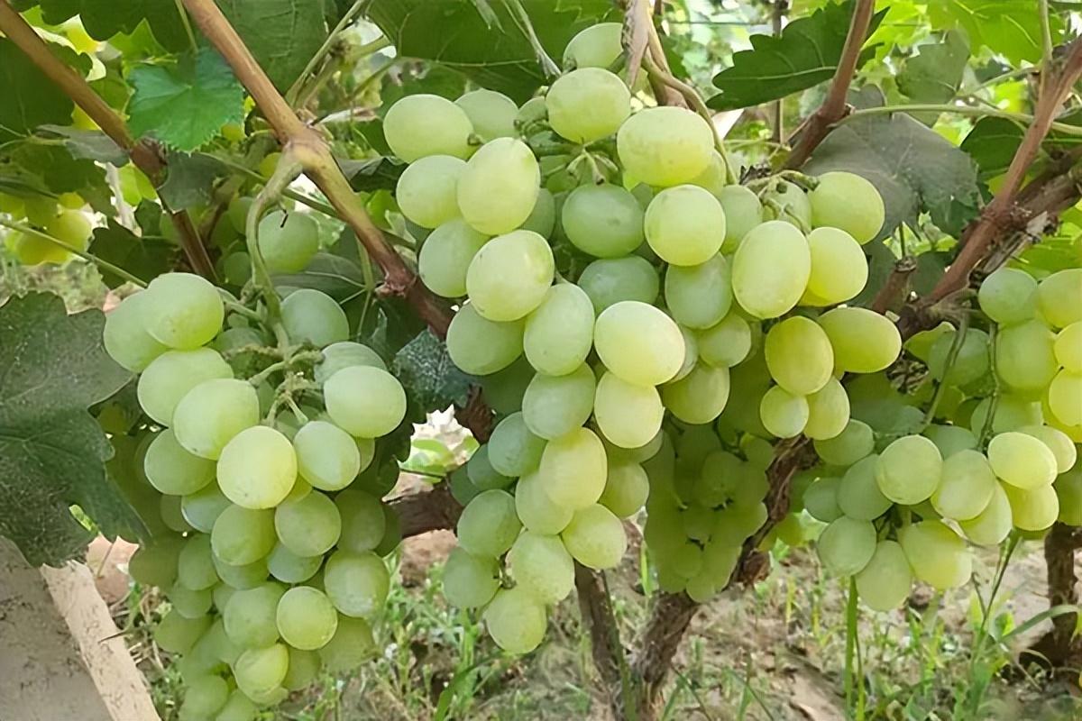 葡萄種類名稱及圖片(常見18種葡萄的區別及口感) 葡萄種類名稱及圖片(常見18種葡萄的區別及口感)