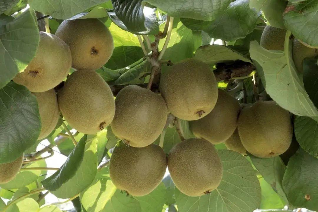 獼猴桃起源于哪個國家(獼猴桃發(fā)源地) 獼猴桃起源于哪個國家(獼猴桃發(fā)源地)