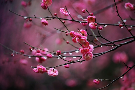 梅花的品質和精神象征什么(梅花代表的精神品質和寓意) 梅花的品質和精神象征什么(梅花代表的精神品質和寓意)