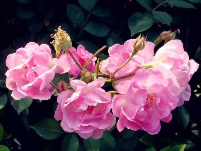 薔薇花什么時候開花 薔薇花什么時候開花