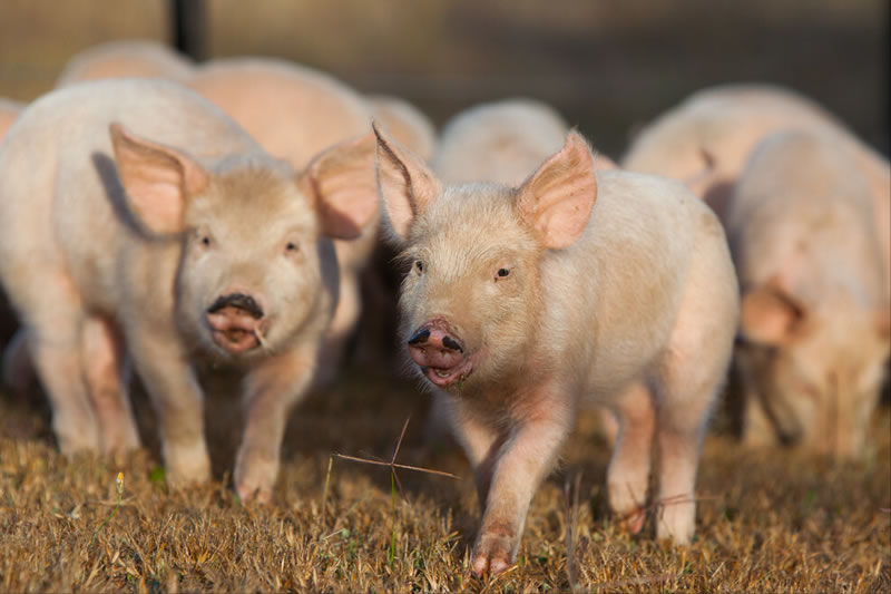 豬喜歡吃什么食物(家豬的食物種類和常見飼料) 豬喜歡吃什么食物(家豬的食物種類和常見飼料)