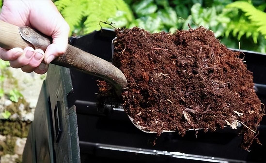 水仙花的養殖方法和注意事項(水培土培水仙花正確養法) 水仙花的養殖方法和注意事項(水培土培水仙花正確養法)