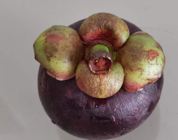 山竹長(zhǎng)在土里還是樹上(山竹生長(zhǎng)的地方和栽培技術(shù)) 山竹長(zhǎng)在土里還是樹上(山竹生長(zhǎng)的地方和栽培技術(shù))