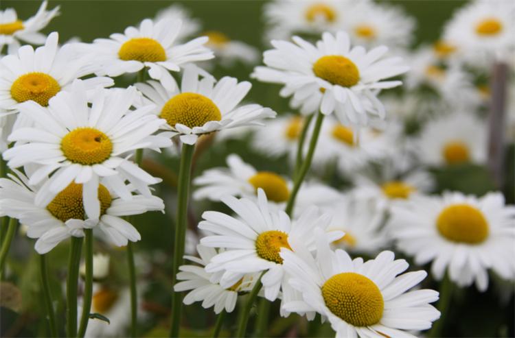 小雛菊的花語是什么(小雛菊的花語和寓意) 七里香是什么植物(七里香的開花時間)