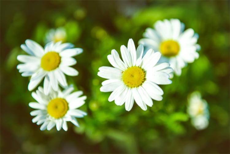 小雛菊的花語是什么(小雛菊的花語和寓意) 七里香是什么植物(七里香的開花時間)